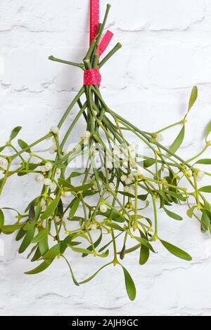 Le Viscum album. Bouquet de gui accroché au mur blanc en hiver. UK Banque D'Images