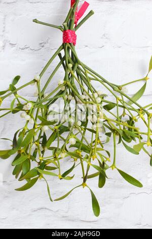 Le Viscum album. Bouquet de gui accroché au mur blanc en hiver. UK Banque D'Images