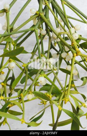 Le Viscum album. Bouquet de gui accroché au mur blanc en hiver. UK Banque D'Images