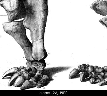 Recherches sur la structure, l'organisation et la classification des combustibles Reptilia VII d'autres observations sur Pareiasaurus . Pareias aurus Bami Banque D'Images