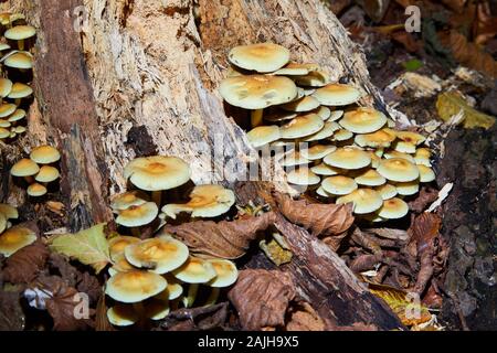 Tuft de soufre (Hypholoma fasciculare), mélomane en grappes, tuft de soufre, poussant sur une souche d'arbre Banque D'Images