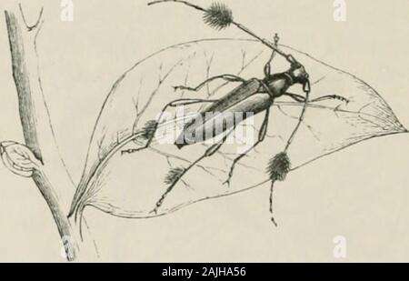 Les insectes à l'étranger : être un compte rendu populaire des affaires d'insectes, de leur structure, des habitudes, et des transformations . nei signifie corne barbu. Il y a très manyspecies Stemacanthidse du, dont le présent est certainlythe meilleur exemple. AEKOAD 248 INSECTES. L'extraordinaire petit scarabée qui est représenté au groupe belowbelongs Rhopelophorides appelé. Ce mot n'signifiesdub-porteur, et qui est donnée à l'insecte sur le compte de l'aspect theclub qui est donnée à l'antenne par un singlelarge touffe de cheveux avec lesquels ils sont ornés. Ils sont mostlyAustralasian, et sont de petits insectes, o Banque D'Images