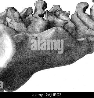 Recherches sur la structure, l'organisation et la classification des combustibles Reptilia VII d'autres observations sur Pareiasaurus . PMUrcuris. 1892.B.P£ote 17 mm. Banque D'Images