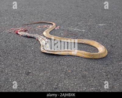 Carcasse de la serpent mort sur la route Banque D'Images