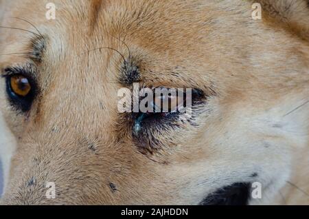 Chien brun yeux. Close up Banque D'Images