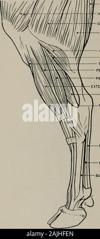 La modélisation ; un guide pour les enseignants et les élèves . UNCIFORM semi-lunaire FORME CUNEI Fig. 139.-l'avant-jambe. Aspect antérieur. L'ostéologie. phalanges) (o.) partie inférieure de la frontière extérieure de l'humérus, et externes de tubérosité rayon :(i.) se divise en deux parties : la partie antérieure du tendon de l'extenseur de internaldigit (bon) est inséré dans phalanges de chiffre, l'intérieur divisé de la partie postérieure du tendon commun des extenseurs (deux chiffres) est inséré dans les deux premiers chiffres de phalanges. ObliqueEXTENSOR du métacarpe (o.) l'arbre du radius et du cubitus : (i) la surface interne de l'superiorextremity de prin Banque D'Images