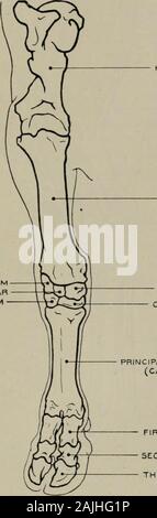 La modélisation ; un guide pour les enseignants et les élèves . Fig. 138.-l'avant-jambe. Aspect antérieur. Myologie. Les PIÈCES JOINTES DES MUSCLES. Mastoido-Humkrai. (L'origine), du crâne et du cou : (insertion) bord antérieur de l'humérus.Triceps CUBITI externe (tête) (o.) humérus : (i.) processus d'olécrâne. Brachiale anticus(o) humérus : (i.) Les surfaces internes du radius et du cubitus. Pectorai.est majeure (o.) sternum :(i.), l'humérus et ajioneurosis couvrant la surface interne de la jambe. Muscle radial deuxième métacarpe de l'extenseur antérieur() (o.) frontière extérieure de l'humérus : (i.) anteriorsurface sur tubercule principal de métacarpe. C'extenseur Banque D'Images