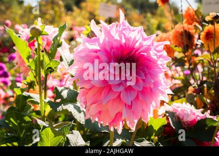 Fleurs rose riche décoration géant de Dahlia Hamari Girl en septembre UK Banque D'Images