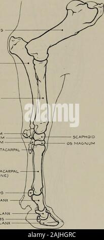 La modélisation ; un guide pour les enseignants et les élèves . Humérus RADIUS CUBITUS05 PISirORMCUNEIFORMUNCIFORM MAGNUM SCAPHOÏDE MÉTACARPIEN RUDIMENTAIRE^BONEj CANON MÉTACARPIEN PRINCIPAL SESAMOIDSFIRST SESAMOIDSTHIRD Deuxième phalange PHALANX PHALANX. Fig scaphoïde. 137.-l'avant-jambe. Aspect interne. L'ostéologie. (I.) pisiforme. Flexor digitorum subli.mis (fléchisseurs superficiels de chiffres) (o). condyleof interne humérus : (i.) tendon divise dans sa partie inférieure et est joint à la deuxième phalange de bothdigits. OisLlQUE postérieur du métacarpe (o.) l'arbre du radius et du cubitus : (i.) internalsurface d'extrémité supérieure des princi Banque D'Images
