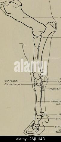 La modélisation ; un guide pour les enseignants et les élèves . Fig. 136.-l'avant-jambe. Aspect interne. Myologie. Les PIÈCES JOINTES DES MUSCLES. Le muscle supplémentaire de latissimus dorsi (origine) tendon du grand dorsal :(insertion) olecranon processus, et l'aponévrose de jambe. Anticus Brachialls externalaspect (o.) de l'humérus : (i.) Les surfaces internes du radius et du cubitus. Muscle extenseur antérieur de rauialis(du métacarpe) (o.) frontière extérieure de l'humérus : (i.) surface antérieure de l'extrémité de ofsuperior métacarpien principal. Muscle fléchisseur radial deuxième interne (de méta-Carpe) (o.) du condyle interne de l'humérus : (i) super. Banque D'Images