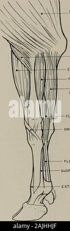 La modélisation ; un guide pour les enseignants et les élèves . CUNEIFORMUNCIFORM Fig. 135.-l'avant-jambe. Aspect postérieur. L'ostéologie. l'humérus, et l'olécrâne : (i.) pisiforme. Cubital postérieur (muscle extenseur carpi ulnaris) (o.) externalcondyle d'humérus : (i.), et pisiforme surface externe de l'extrémité supérieure du canal carpien méta-principal. L'extenseur DIGITi minimi (bon l'extenseur des chiffres) (o). ofsuperior la surface externe de l'extrémité de rayon : (i) des phalanges chiffre, après avoir reçu le renforcement de bandfrom ligament suspenseur de boulet. Flexor digitorum sublimis (fléchisseur superficiel de chiffres)(o) la coopération interne. Banque D'Images