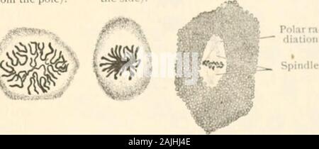 Pathologie : Manuel de bactériologie, y compris la technique du postmortems, et des méthodes de recherche pathologique . ****P^v pelote lâche (vu starsfronj Mère : c.-à-d., .ci-dessus (vu fromfrom le pôle). Le côté).. Banque D'Images