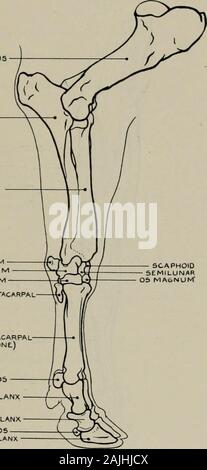 La modélisation ; un guide pour les enseignants et les élèves . Humérus RADIUS ULNA MAGNUM SCAPHOIDSEMILUNAROS UNCIFORM CUNÉIFORMES PISIFORME MÉTACARPIEN RUDIMENTAIRE MÉTACARPIEN PRINCIPAL-(OS) SESAMOIDS CANON. SCAPHOIDSEMILUNAR06 MA&NOK Première phalange phalange deuxième phalange SESAMOIDSTHIRD - Fig. 133.-l'avant-jambe. L'aspect extérieur. L'ostéologie. éléments ; le tendon de l'extenseur propre (partie antérieure de la DIGIT) est inséré dans internalphalanges ; le tendon divisée de la partie postérieure de l'extenseur commun (deux chiffres) isinserted en phalanges des deux chiffres. L'extenseur extensor digiti minimi (bon d'externaldigit Banque D'Images