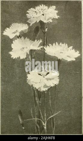 Farquhar's : 1911 catalogue automne . Centaarea au Montana. Dianthus plumarius. Delphinium, Farquhars hybrides. Larkspur. Statelydecorative plantes pour les masses, d'appoint et les mottes;fleurs allant dans les couleurs de la lumière d'azur à todeep bleu, et de la lavande à violet délicat ; Juin et Juillet. 3 à 5 ft Bella Donna. Beau ciel bleu fleurs produites sur de hautes pointes de ramification. 3 ft-  chinensis. Les pointes de lumière très gracieuse et brightblue ; fleurs de juin à octobre, j'^ ft. Chinensis alba. Formosum blanc. Deep blue, l'un des meilleurs. 3 ft. Formosum Coelestinum. Bleu ciel. 3 ft. Draba Androsacea. Rock nain plante ; whi Banque D'Images