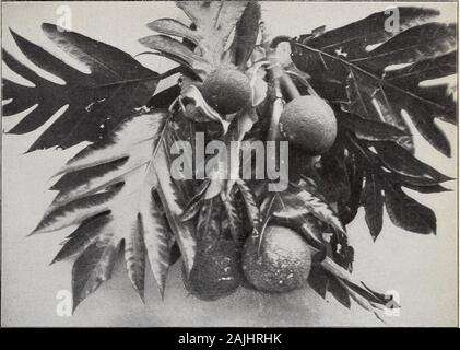 Rapport sur les ressources agricoles et les capacités de Hawaii ..Garduia camoogia tia sepiaria. Garrlnia mangostana-roulement arbre depuis 1897 sur Kauai.Garcinia Mammea spp.amerirrma. Dans zihdii Durio ij.&lt à fructification ; pendant plusieurs années.Cola acuminata sur Kauai à fructification.Theohroma-cacao porte bien.Eryihroxylon coca (semences de Ceylan,1900). Averrhoa (bilimhi de Fidji, 1889).Averrhoa carambola.Les agrumes, de nombreuses espèces.yEgle marmelos.Zizyphusjujuha. Vitis vinifera-deux récoltes par an. Nephelium litchi. Nephelium longana, tant dans le roulement.Nephelium (Pometia) pinnatum (severalsmall les arbres, de Fidji, de Novembe Banque D'Images