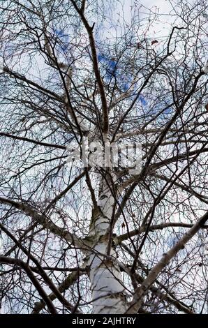 Une couronne de chêne sur un arrière-plan de le ciel d'hiver. Le ciel par le haut d'un chêne sans feuilles. Tronc et branches foncé blanc contre la lumière du ciel. Banque D'Images