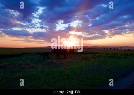 superbe coucher de soleil sur les éléphants dans le maasai mara Banque D'Images