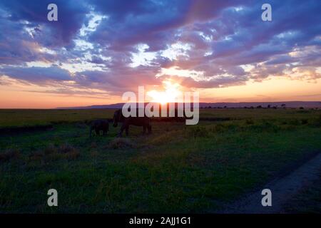 superbe coucher de soleil sur les éléphants dans le maasai mara Banque D'Images