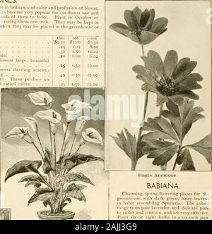 Farquhar's : 1911 catalogue automne . Calla Peari de StuttKai-. Les plantes à floraison printanière de charme pour thegreenhouse, avec des feuilles velues, vert foncé  ; dans habitude ressemblant à Sparaxis. Le colorsrange de lavande pâle et délicate pinkto violette et pourpre, et sont très efficaces.Plante six ou huit bulbes dans un six-pouce.Variétés mixtes, douz., 30c. ; 100, 2 $. BULBOCODIUM VERNUM. {Meadow Safran.) L'un des premiers, hardy-fleurs de printemps, avec rosy purple crocus-comme des fleurs, fourinches élevé. Plante quatre pouces de profondeur. Chaque, lOC, douz., , ?i.oo ; 100, ^6.oa des ZANTEDESCHIAS. {Richanlia •0,20 $ chacune) 25 •5 D Banque D'Images