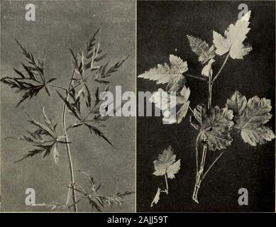 Le livre de l'arbre : un guide populaire à la connaissance des arbres d'Amérique du Nord et de leurs usages et de culture . L'érable circiné (Acer circinatum) Cette feuille est presque circulaire en contour. L'arborescence racine frappe avec ses membres prostré, formant ainsi une jungle impénétrable. Elle pousse dans le nord-ouest. {Le JAPANESE MAPLE, Acer palmatum var. dissectum) les feuilles de cette variété a été réduit par cultivationto un squelette le {Érable nain Acer glabrum) Cet arbre est variable dans ses formes de feuille, même à la production de com-pound feuilles. Ils varient aussi en taille. Il est bon dans tout.Souvent, c'est rose ... Banque D'Images