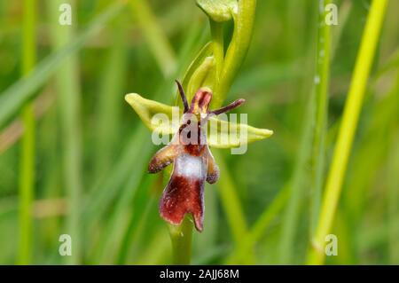 L'Orchidée Ophrys insectifera 'Fly' pousse sur les sols calcaires, fleurs de mai et juin,orchid, vulnérables, Wiltshire, Royaume-Uni, Banque D'Images