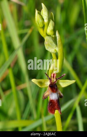 L'Orchidée Ophrys insectifera 'Fly' pousse sur les sols calcaires, fleurs de mai et juin,orchid, vulnérables, Wiltshire, Royaume-Uni, Banque D'Images