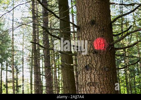 Marque de peinture rouge sur un arbre dans la forêt allemande. Il est courant dans l'industrie forestière à marquer les arbres, souvent fait à l'aide de peinture, d'identifier l'un à couper. Banque D'Images