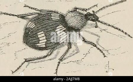 Les insectes à l'étranger : être un compte rendu populaire des affaires d'insectes, de leur structure, des habitudes, et des transformations . n-teur de long. Le nom spécifique, pyroptcrus,ou fire-aile, refersto le Fiery-rouge de bronze les élytres. Une autre espèce de ce groupe est l'Indien de l'EUD-matomcntosus, qui est montré dans l'illustration. C'est vraiment un joli, mais pas d'insectes aux couleurs vives, d'attirer l'attention de theentomologist par la forte ness à sa petite Panagams,relative britannique punctatus. Le siège, le thorax sont noir, et ainsi sont les élytres, sauf que près de theshoulder et tip o Banque D'Images