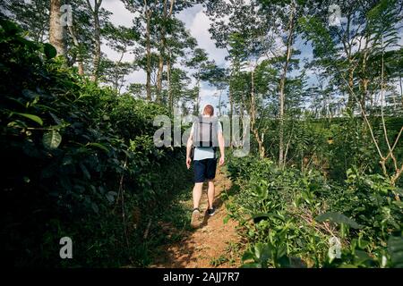 Vue arrière du jeune homme (meilleur) à la plantation de thé au Sri Lanka. Banque D'Images
