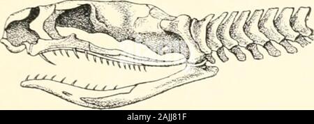 ; Venins animaux venimeux et antivenomous serum-therapeutics . Banque D'Images