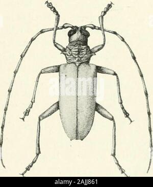 Les insectes des forêts des Indiens d'importance économique Coleoptera . le Zhobforests les attaques dans le Nord en 1905, il a été noté que plusieurs des arbres infestés. histoire de vie contenait de nombreuses larves longicorn dans la couche d'aubier et bast. Les vers mangent au galeries sinueuses allongé qui groove à la fois bast et de l'aubier, theeggs étant évidemment prévues par l'insecte sur la mince couche de l'écorce de l'arbre.Quand plein-fed les vers le bas de l'alésage dans le cœur-bois et manger à l'init corps allongé se nymphoser-chambre parallèles au grand axe de l'arbre. Thegrubs semblent devenir des fed à propos de la fin de juin ou le premier nous Banque D'Images