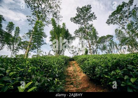 Sentier à travers la plantation de thé au Sri Lanka. Banque D'Images