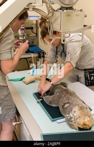 De gauche à droite ; infirmière vétérinaire, Natasha Banville andVeterinary Services Manager, médecin Claude Lacasse, la préparation d'un homme blessé, Blair nommé Koala Banque D'Images