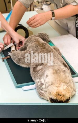 Un homme blessé nommé Koala, Blair, en préparation pour un X-ray tandis que sous anesthésie à l'hôpital de la faune Zoo de l'Australie sur la Sunshine Coast Banque D'Images