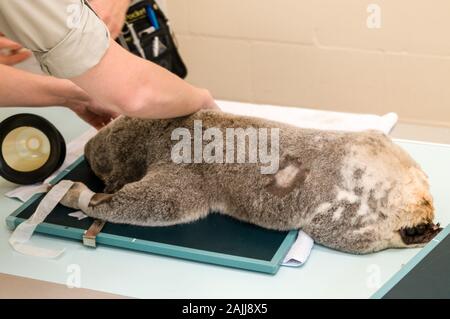 Un homme blessé Koala nommé Blair en préparation pour un X-ray tandis que sous anesthésie à l'hôpital de la faune Zoo de l'Australie sur la Sunshine Coast dans Banque D'Images