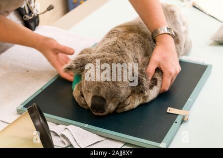 Un homme blessé Koala nommé Blair en préparation pour un X-ray tandis que sous anesthésie à l'hôpital de la faune Zoo de l'Australie sur la Sunshine Coast dans Banque D'Images