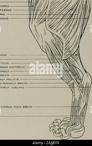 La modélisation ; un guide pour les enseignants et les élèves . CUNtirORM UNCIFORM condyle interne MAGNUM OS de l'humérus : (i.) deuxième et troisième métacarpiens. CommunisDiGiTORUM extenseur (o.) du condyle externe de l'humérus : (i.) par quatre tendons dans le deuxième et le thirdphalanges des quatre chiffres de l'extérieur. L'extenseur digiti minimi (condyle externe). o ofhumerus : (i.) par quatre tendons passant sous ceux de poste pers. dig.) vers les 4 externaldigits. L'extenseur carpi ulnaris (postérieur) ulnaire (o.) du condyle externe (humérus : i.)métacarpe. Extenseur oblique du métacarpe (o.) radius et cubitus : (i.) méta- Banque D'Images