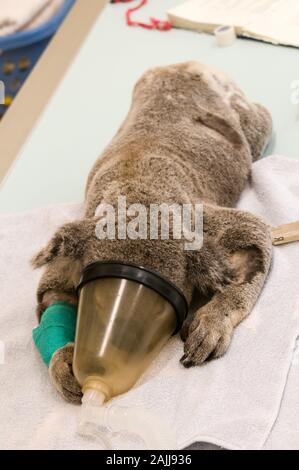 Un homme blessé Koala nommé Blair en préparation pour un X-ray tandis que sous anesthésie à l'hôpital de la faune Zoo de l'Australie sur la Sunshine Coast dans Banque D'Images