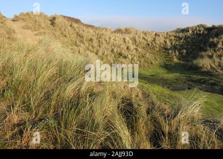 Ynyslas, Pays de Galles, Royaume-Uni dunes de sable côtières avec l'ammophile partie de la réserve naturelle nationale Dyfi pris Décembre 2019 Banque D'Images