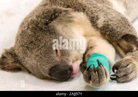 Un homme blessé Koala nommé Blair en préparation pour un X-ray tandis que sous anesthésie à l'hôpital de la faune Zoo de l'Australie sur la Sunshine Coast dans Banque D'Images