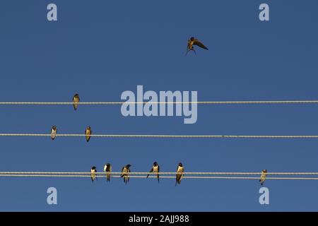 Les oiseaux s'est posé sur les câbles haute tension Banque D'Images