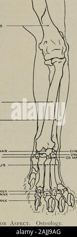 La modélisation ; un guide pour les enseignants et les élèves . Cubitus RADIUS HUMÉRUS SCAPHO-LUNARTRAPtZOIDTRAPLZIUM du métacarpe PHALANGE PREMIER5F.COND Troisième phalange phalange Fig. 107.-l'avant-jambe. Aspect antérieur. CUNtirORM UNCIFORM condyle interne MAGNUM OS de l'humérus : (i.) deuxième et troisième métacarpiens. CommunisDiGiTORUM extenseur (o.) du condyle externe de l'humérus : (i.) par quatre tendons dans le deuxième et le thirdphalanges des quatre chiffres de l'extérieur. L'extenseur digiti minimi (condyle externe). o ofhumerus : (i.) par quatre tendons passant sous ceux de poste pers. dig.) vers les 4 externaldigits. L'extenseur carpi ulnaris Banque D'Images