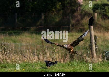 Red kites se baissant pour saisir la viande hors du sol Banque D'Images