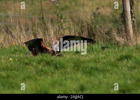 Red kites se baissant pour saisir la viande hors du sol Banque D'Images