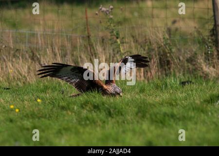 Red kites se baissant pour saisir la viande hors du sol Banque D'Images