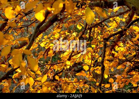 Automne feuilles de hêtre (fagus sylvatica), rétroéclairé par bas, la lumière du soleil chaude. Banque D'Images