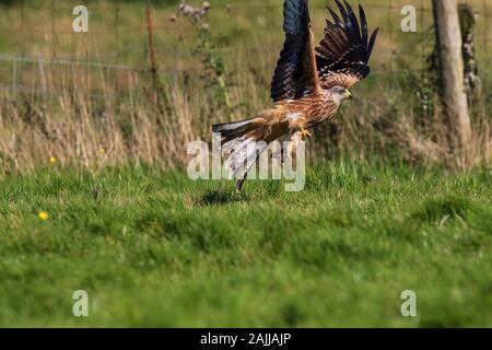 Red kites se baissant pour saisir la viande hors du sol Banque D'Images