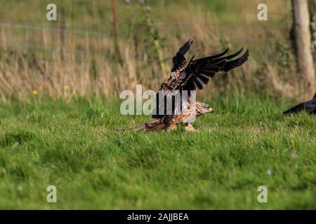 Red kites se baissant pour saisir la viande hors du sol Banque D'Images