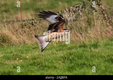 Red kites se baissant pour saisir la viande hors du sol Banque D'Images