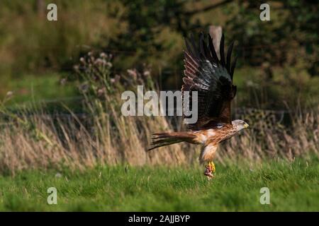 Red kites se baissant pour saisir la viande hors du sol Banque D'Images